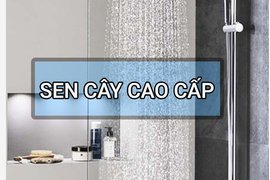 Sen tắm cây sự lựa chọn hoàn hảo cho gia đình bạn