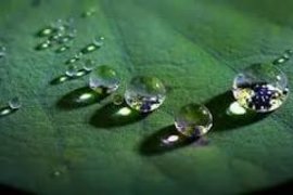 Nano Hiệu Ứng Lá Sen trên bồn cầu là gì?