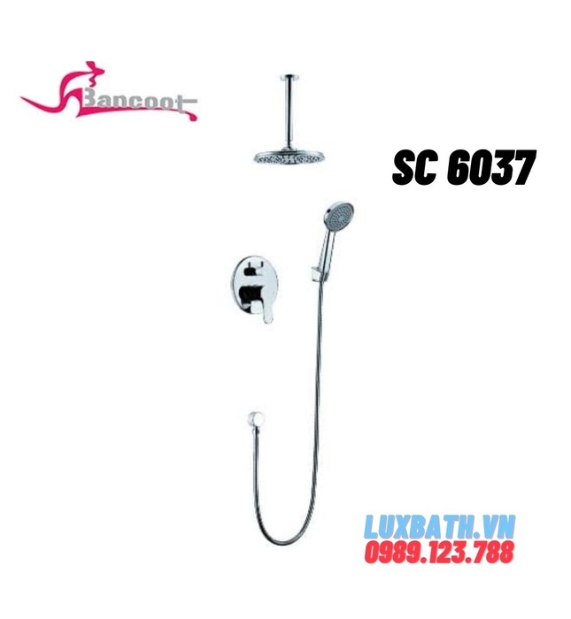 Sen cây âm tường Bancoot SC 6037