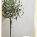 Gương Viền Nhôm Nâu Body Toàn Thân 60x160cm GLS F14R70