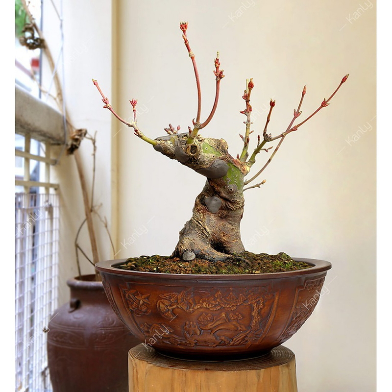 Chậu trồng cây cảnh bằng gốm sứ Kanly SU114