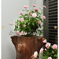Chân Đặt Lavabo gỗ tự nhiên Kanly TG02