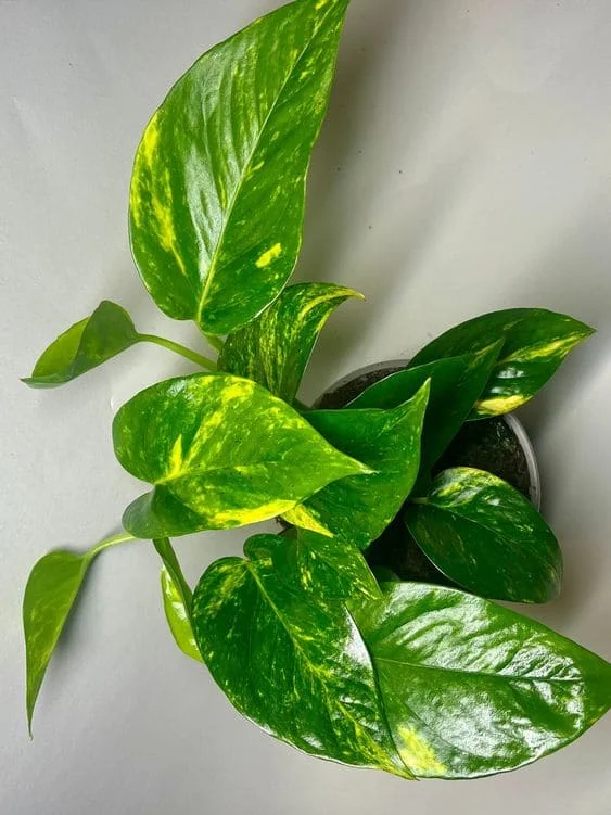 Cây trầu bà