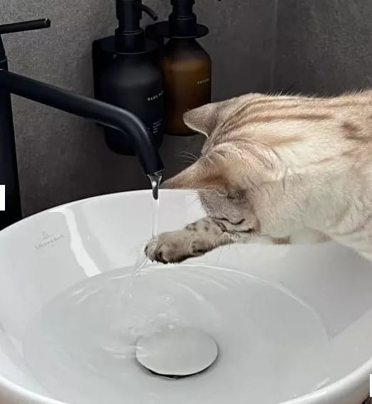 Chậu rửa Villeroy-boch