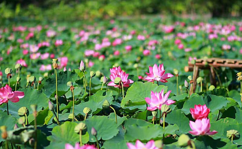 Đại lý thiết bị vệ sinh Jomoo tại Đồng Tháp