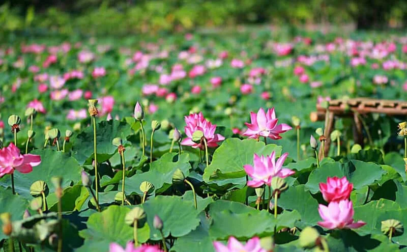 Đại lý thiết bị vệ sinh Jomoo tại Đồng Tháp