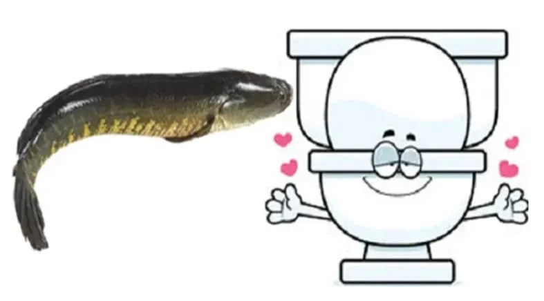 Thông tắc bồn cầu bằng cá lóc