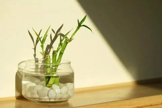 Cây trúc Nhật